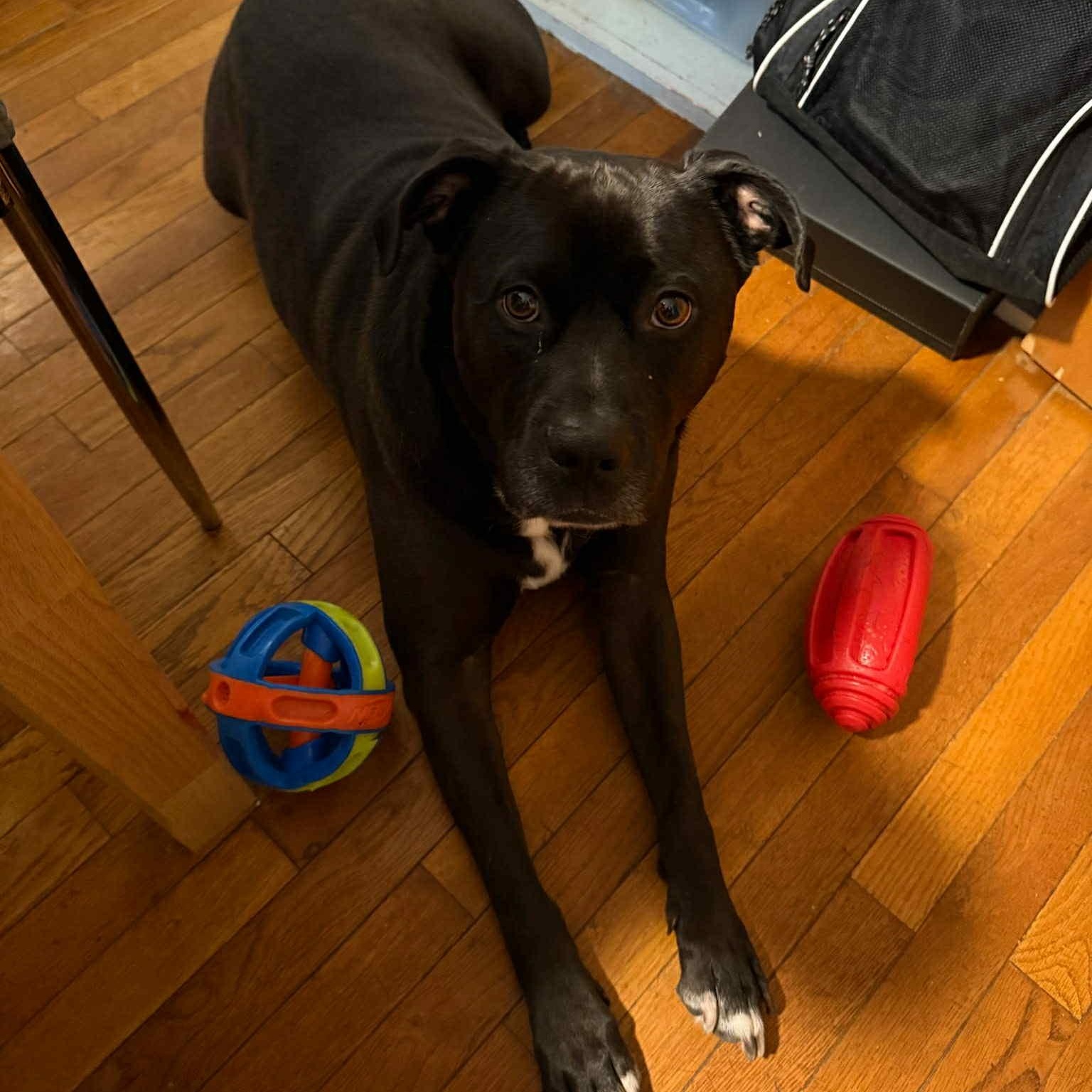 Captain Jack, a Adoptable mixed breed image 4/5