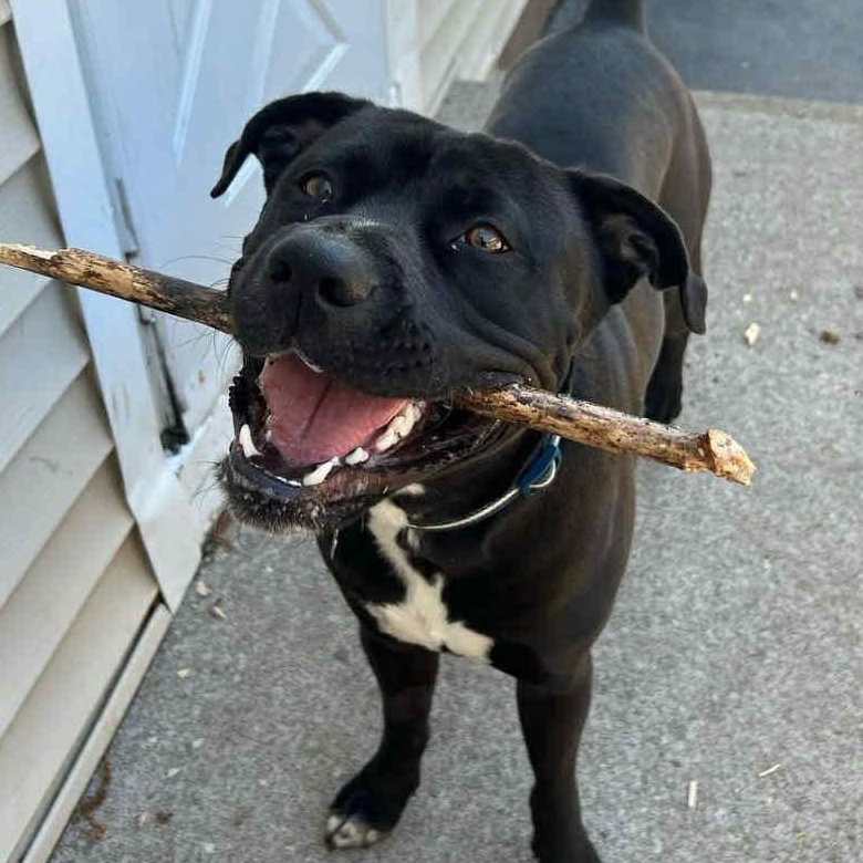 Captain Jack, a Adoptable mixed breed image 5/5