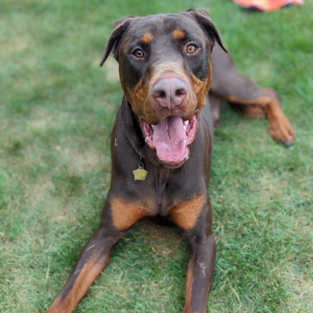 7677 Scooby, Adoptable, Adult Male Doberman Pinscher.