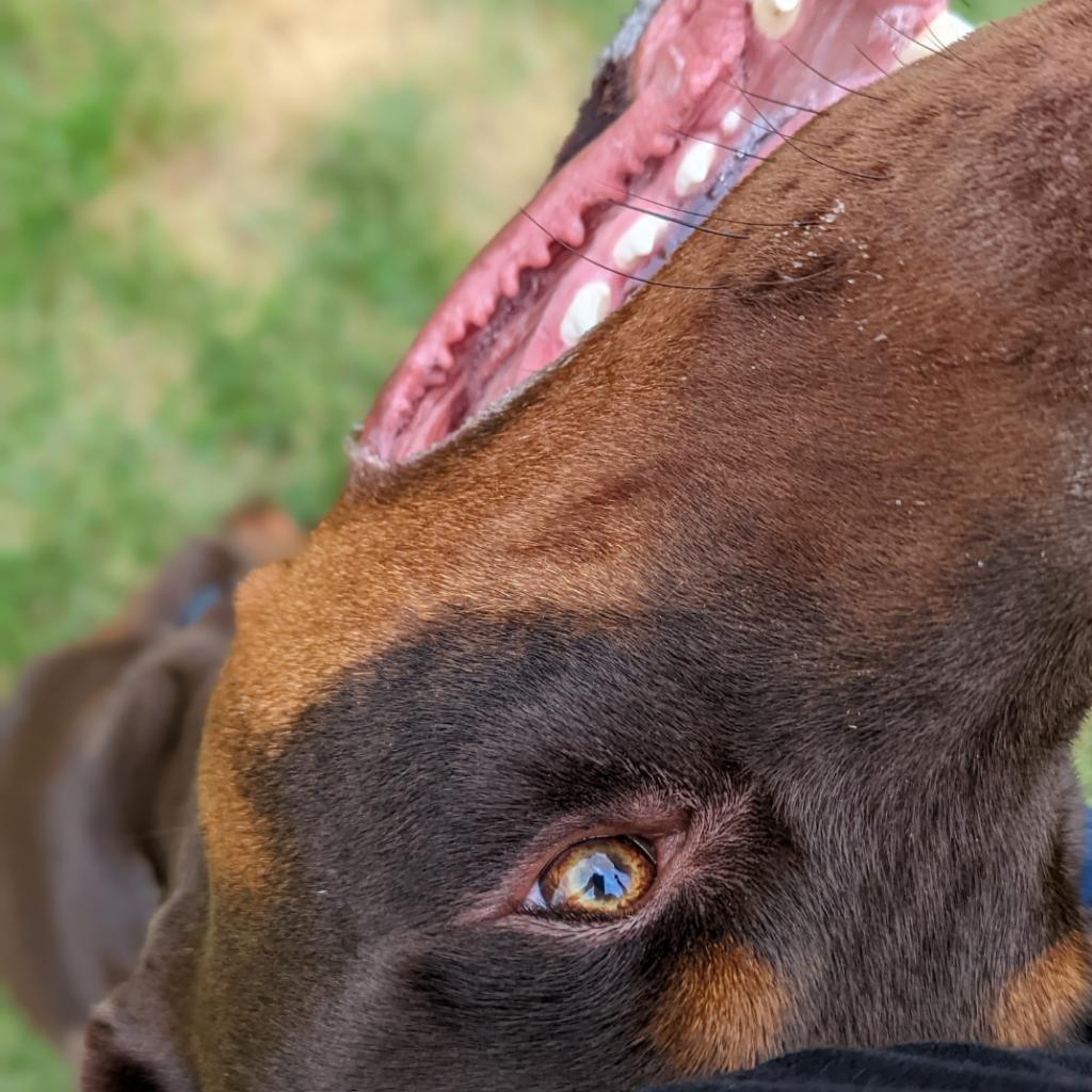 Enlarge 7677 Scooby, a Adoptable Doberman Pinscher in Sandown, NH image 2/6