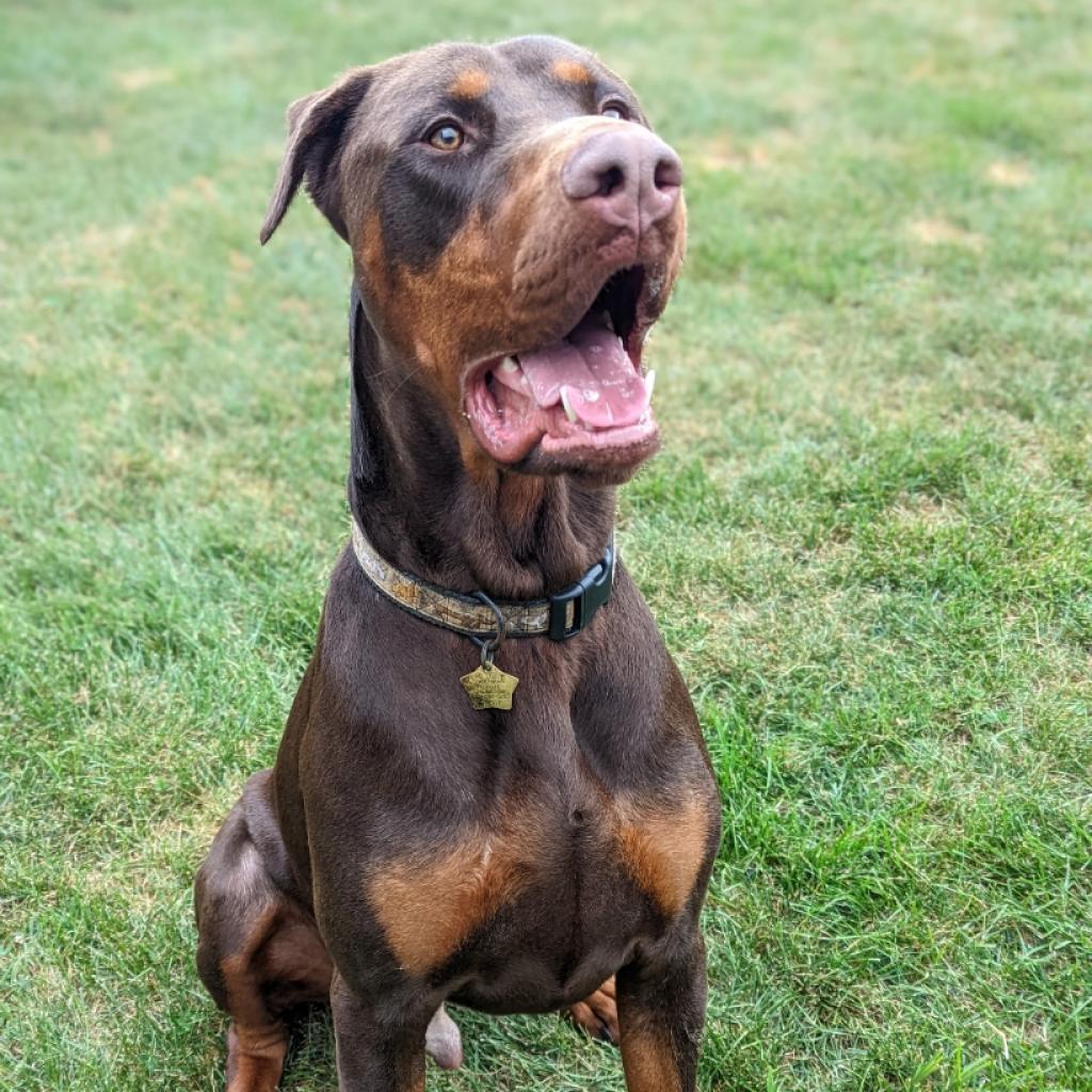 Enlarge 7677 Scooby, a Adoptable Doberman Pinscher in Sandown, NH image 4/6