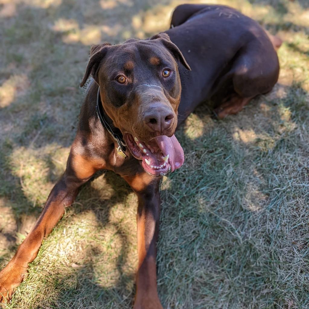 Enlarge 7677 Scooby, a Adoptable Doberman Pinscher in Sandown, NH image 5/6