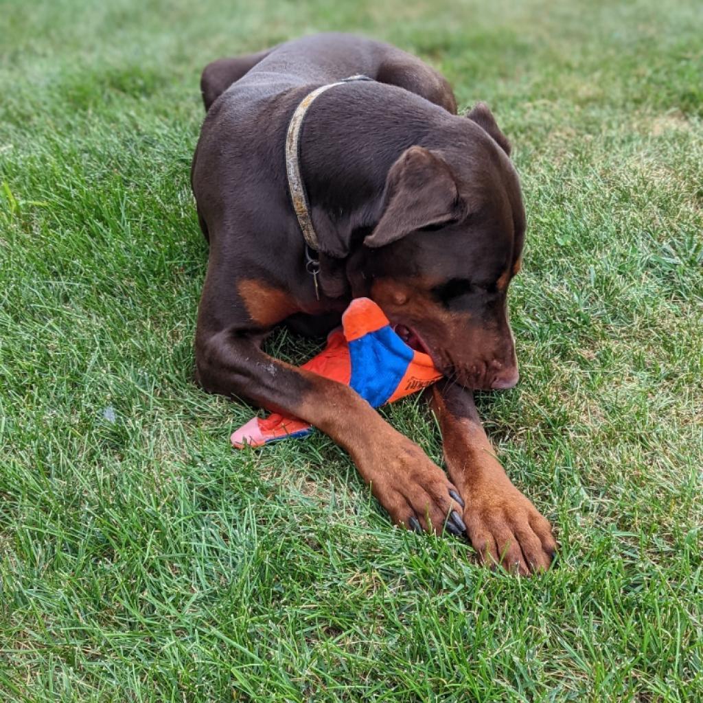 Enlarge 7677 Scooby, a Adoptable Doberman Pinscher in Sandown, NH image 6/6