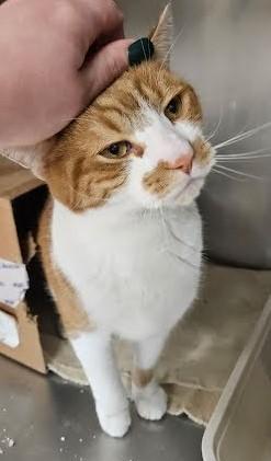 Chowder, a Adoptable Domestic Short Hair in New Haven, CT image 2/3