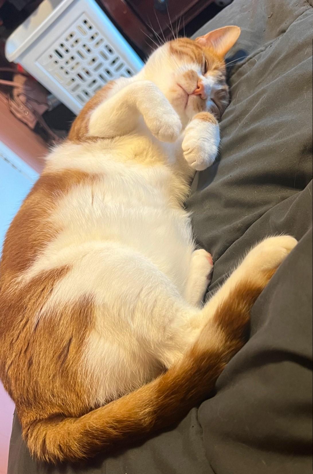 Chowder, a Adoptable Domestic Short Hair in New Haven, CT image 3/3