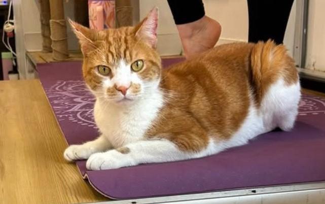 Chowder, a Adoptable Domestic Short Hair in New Haven, CT image 1/3