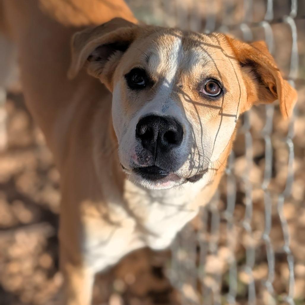 Enlarge Lacy, a Adoptable mixed breed in Buchanan Dam, TX image 1/2