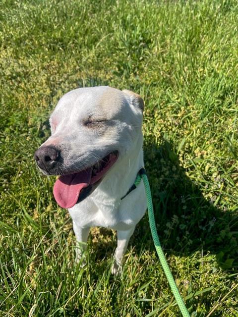 Enlarge SUSANNAH, a Adoptable mixed breed in Rogers, AR image 1/1