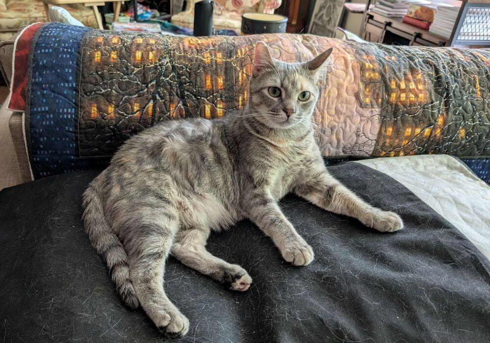 Lilac, Adoptable, Adult Female Domestic Short Hair.