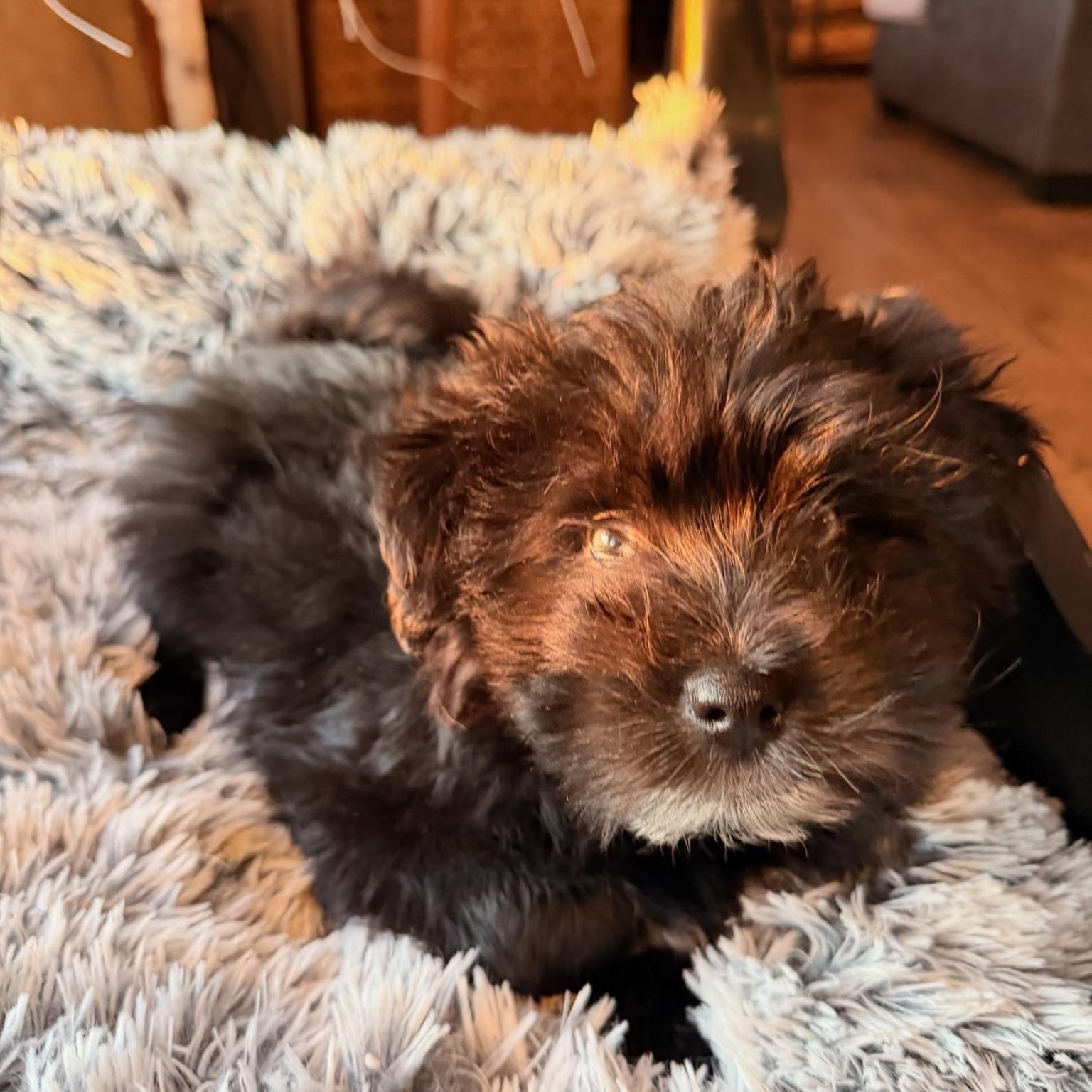 Polly , a ADOPTABLE mixed breed in North Freedom, WI image 3/3