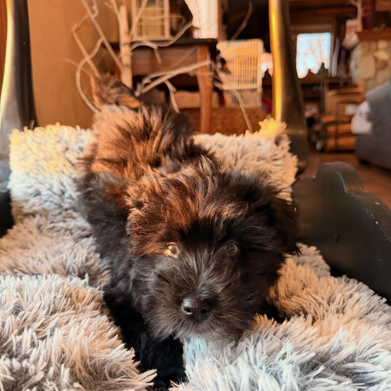 Polly , a ADOPTABLE mixed breed in North Freedom, WI image 2/3