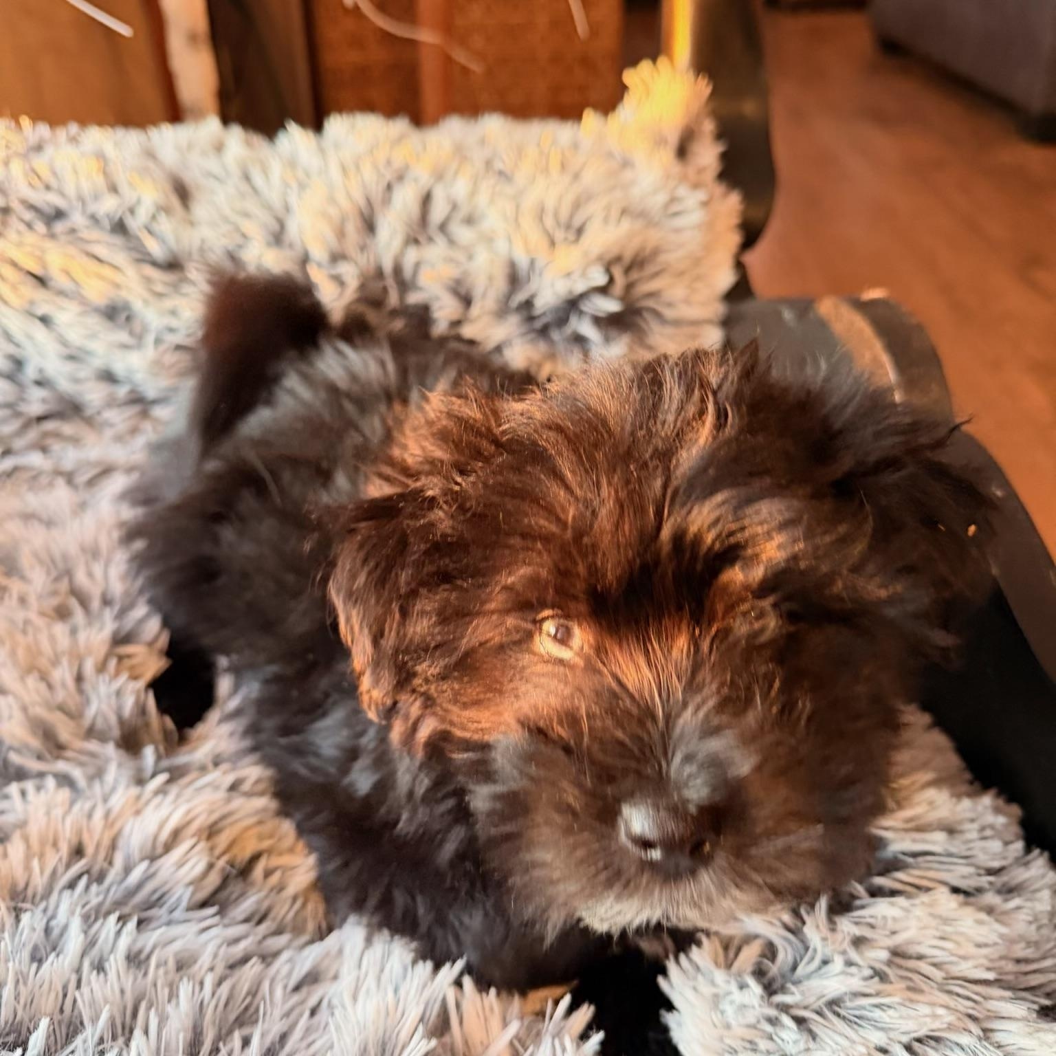 Polly , a ADOPTABLE mixed breed in North Freedom, WI image 1/3