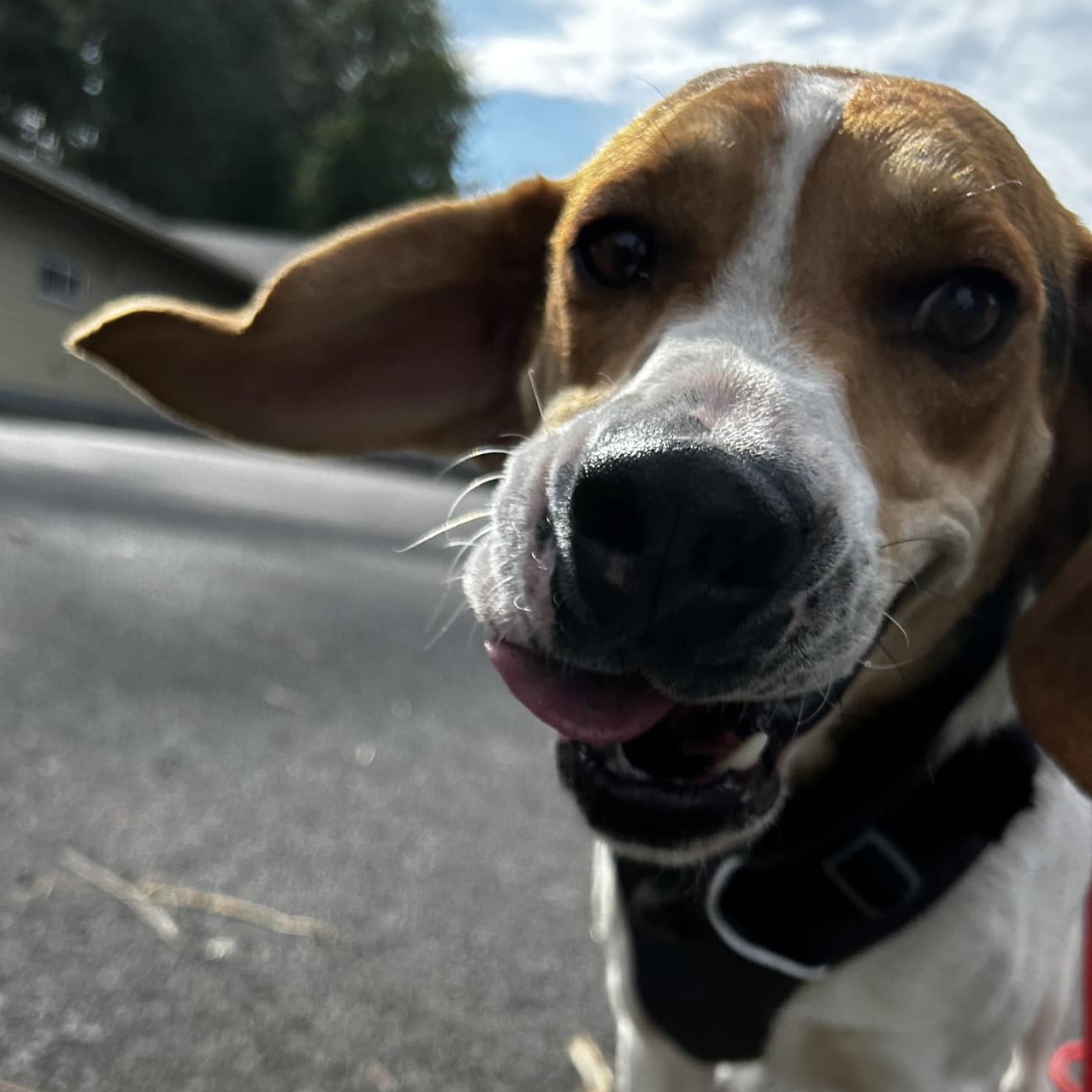 Moe, an adoptable Coonhound in Hood River, OR, 97031 | Photo Image 1