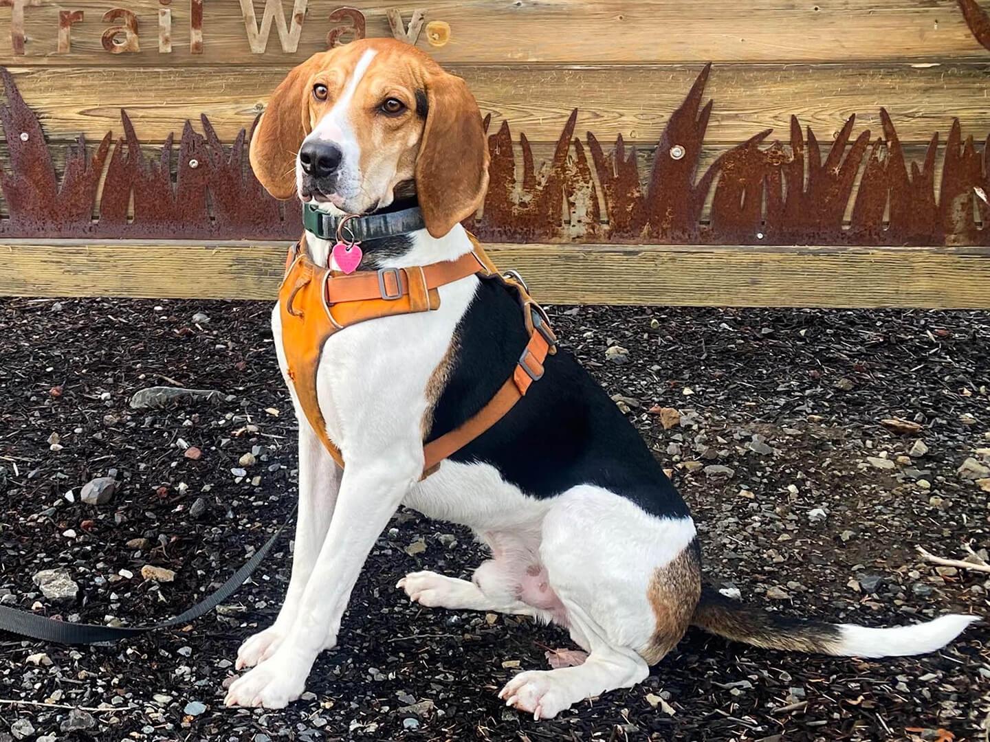 Moe (in Foster), an adoptable Coonhound in Hood River, OR, 97031 | Photo Image 3