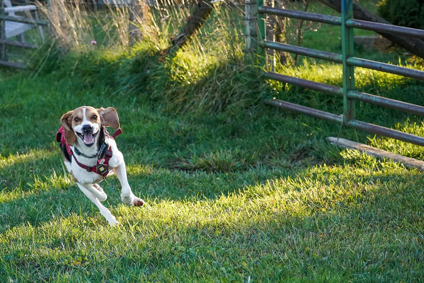 Moe (in Foster), an adoptable Coonhound in Hood River, OR, 97031 | Photo Image 4