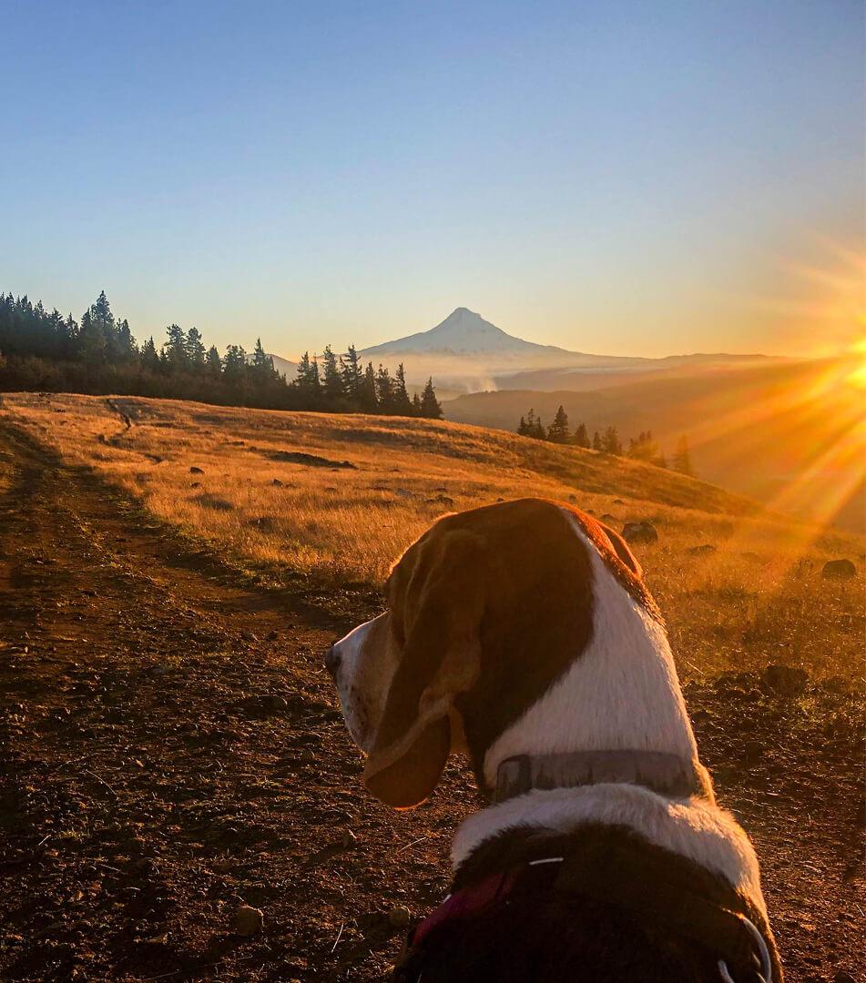 Moe (in Foster), an adoptable Coonhound in Hood River, OR, 97031 | Photo Image 2