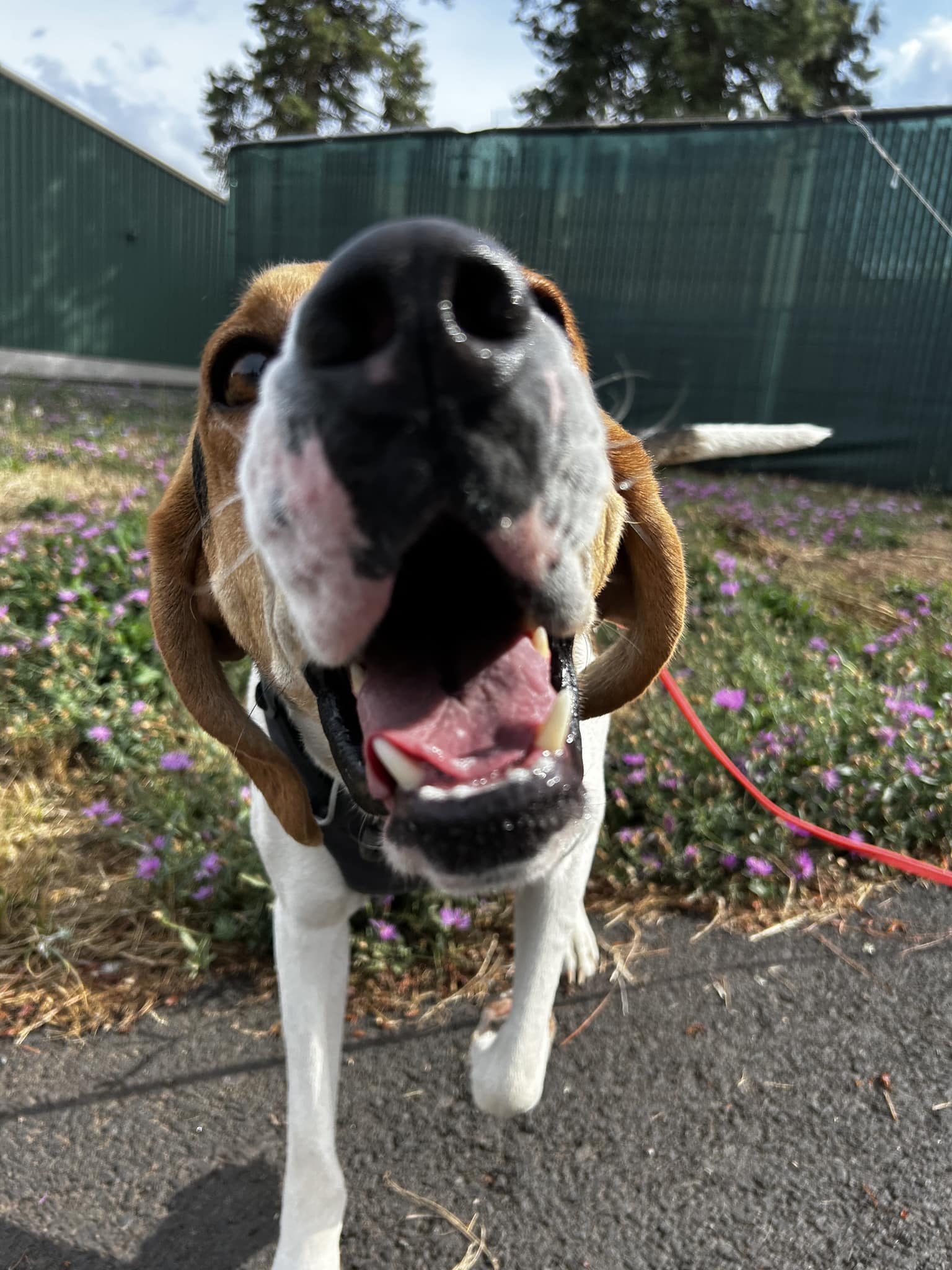 Moe (in Foster), an adoptable Coonhound in Hood River, OR, 97031 | Photo Image 5