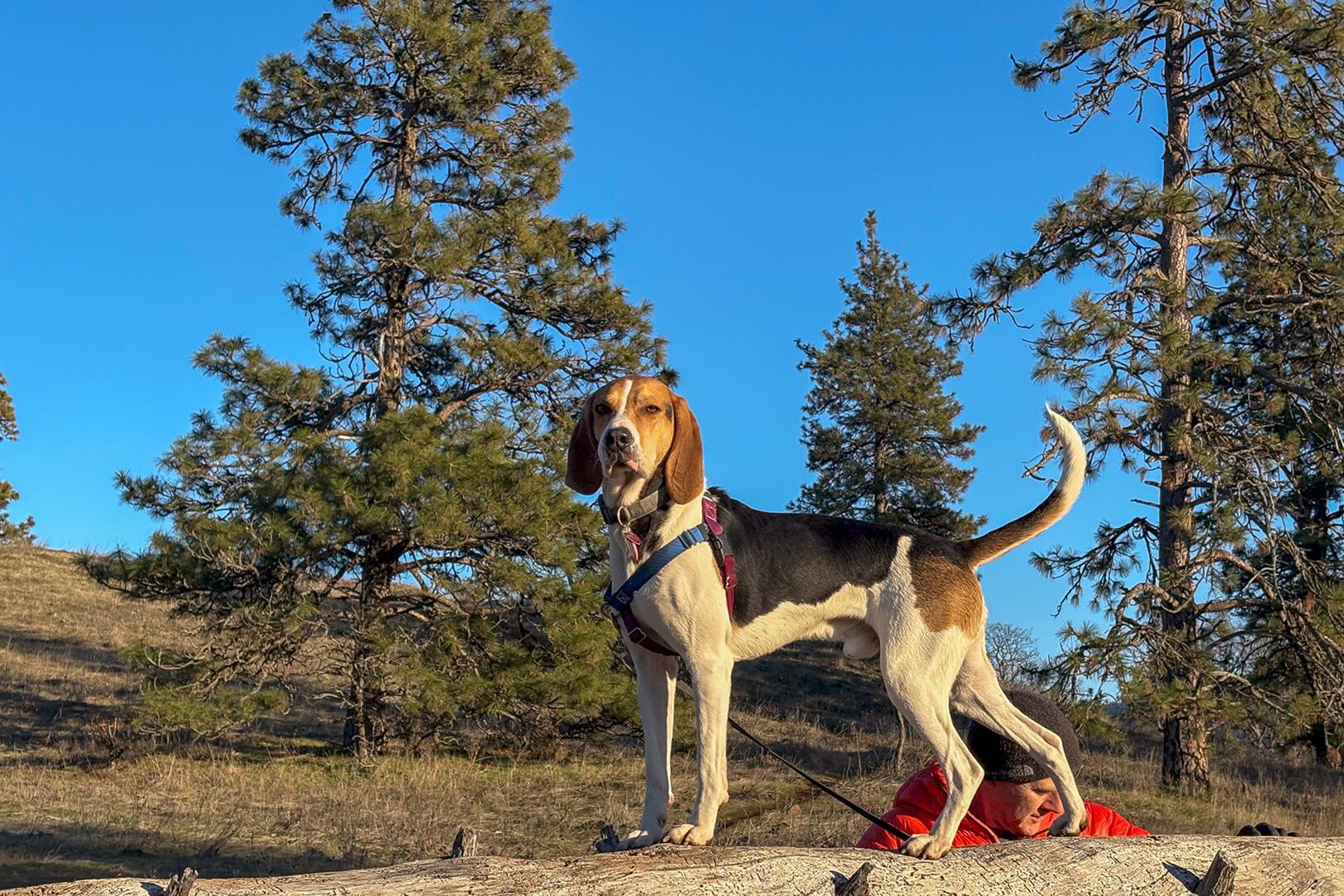 Moe (in Foster), an adoptable Coonhound in Hood River, OR, 97031 | Photo Image 6