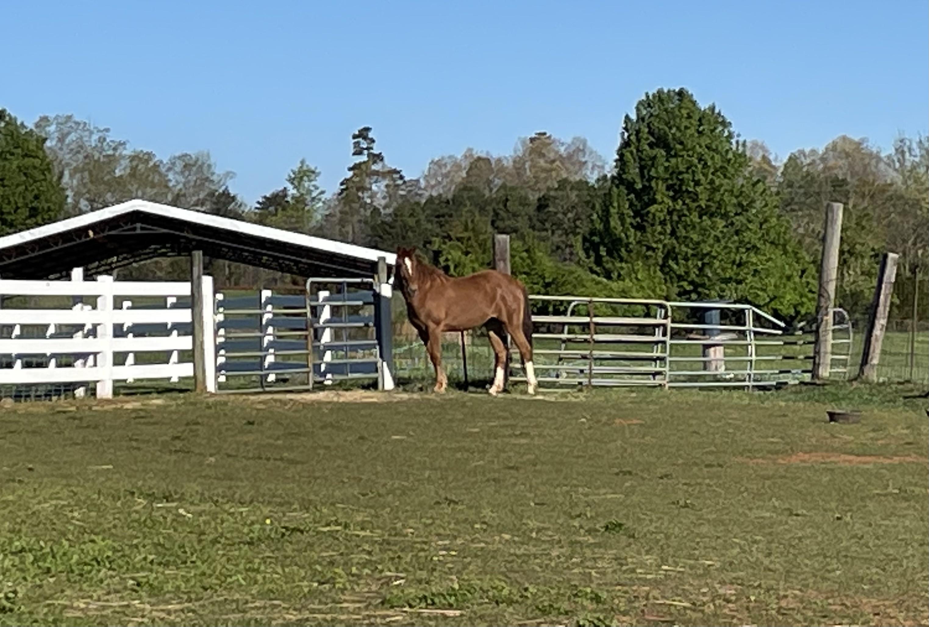 Emmy, Adopted, Adult Female Tennessee Walker.