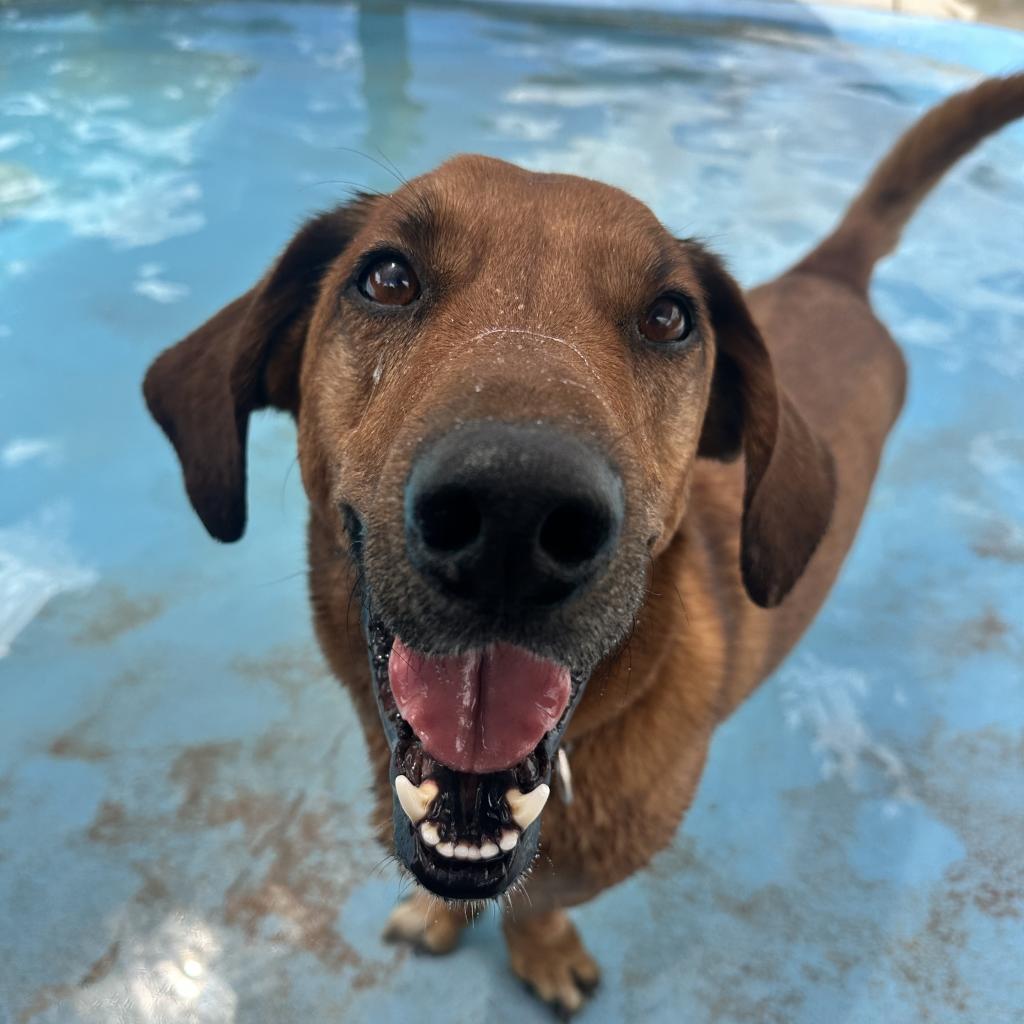 Enlarge Chad, a Adoptable mixed breed in Kanab, UT image 1/5