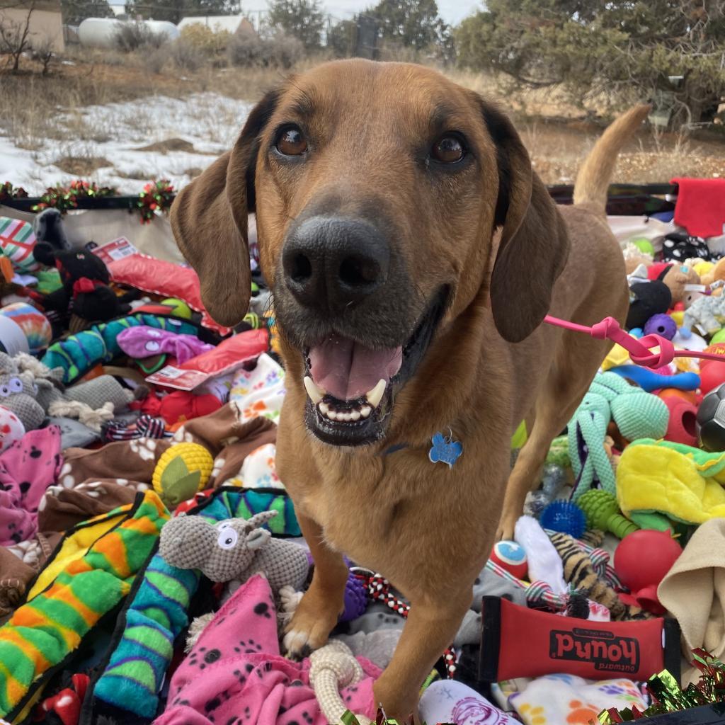 Enlarge Chad, a Adoptable mixed breed in Kanab, UT image 2/5