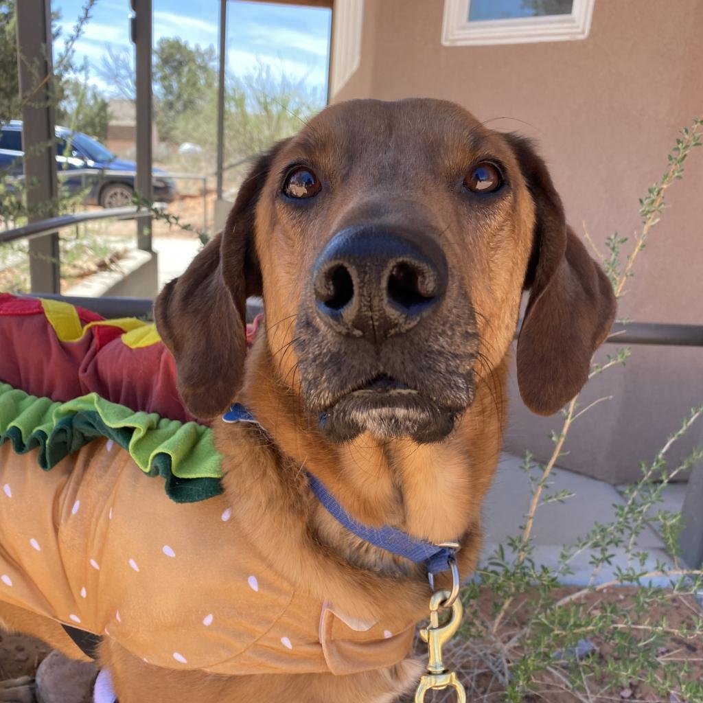 Enlarge Chad, a Adoptable mixed breed in Kanab, UT image 4/5
