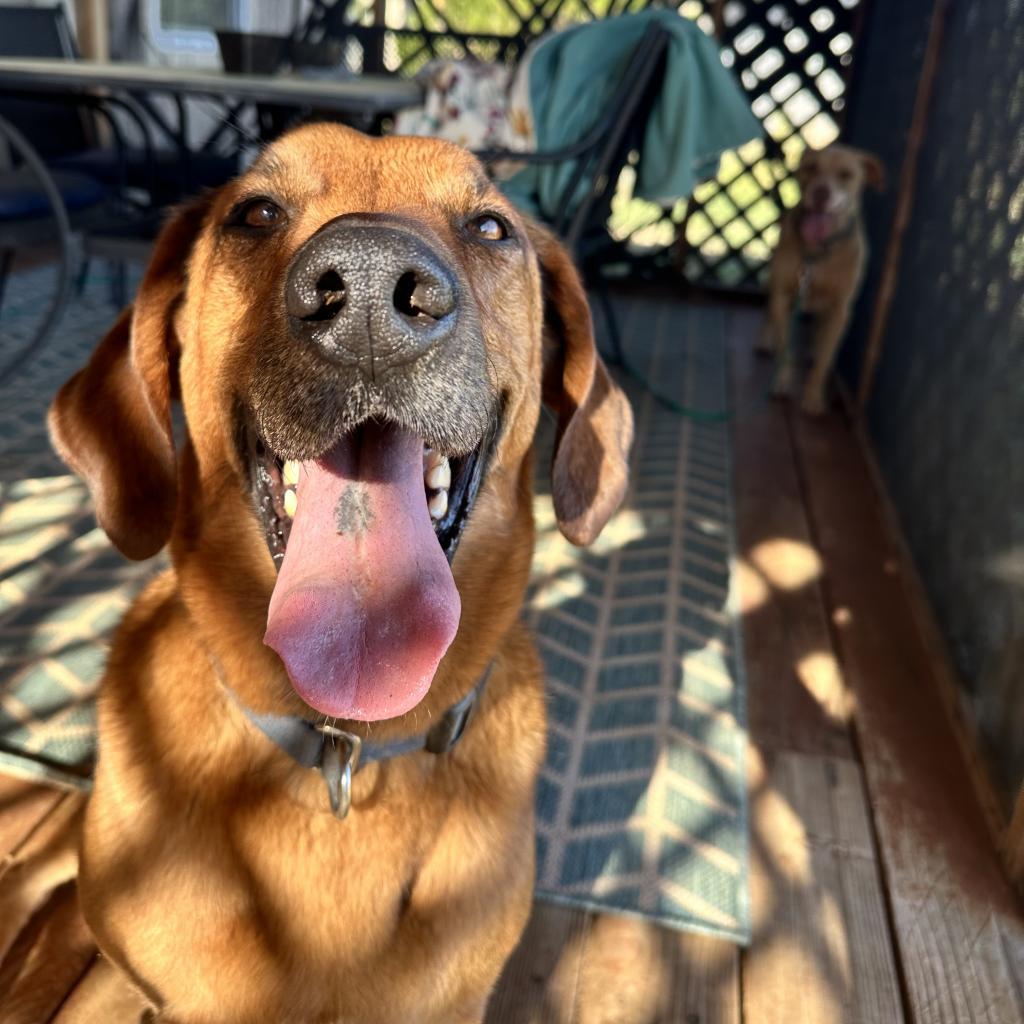 Enlarge Chad, a Adoptable mixed breed in Kanab, UT image 5/5