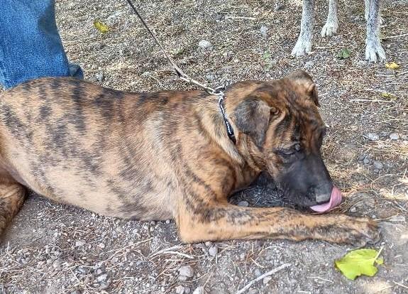 Fargo, Adoptable, Puppy Male Belgian Shepherd / Malinois.