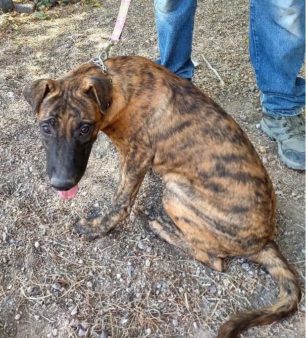 Enlarge Fargo, a Adoptable mixed breed in Golden Valley, AZ image 2/2