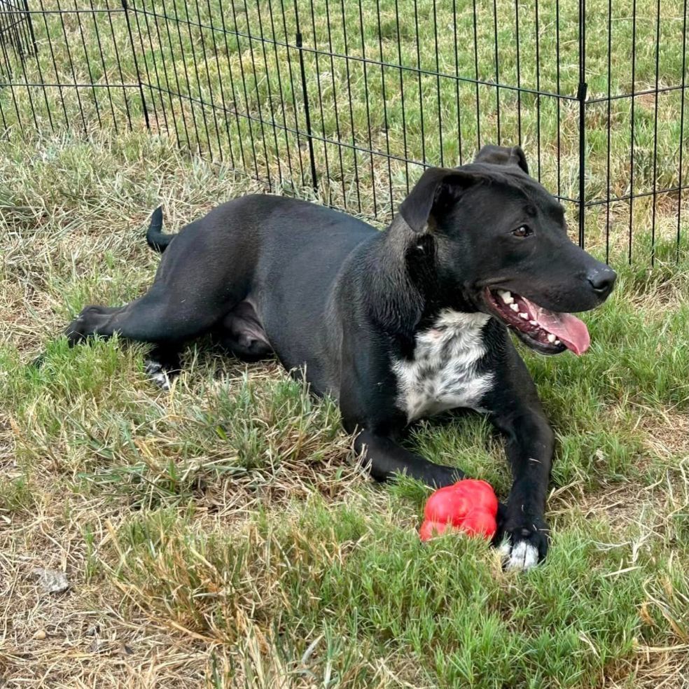 Shadow-Chaser MT11587-T, an adoptable Labrador Retriever in Billings , MT, 59101 | Photo Image 5