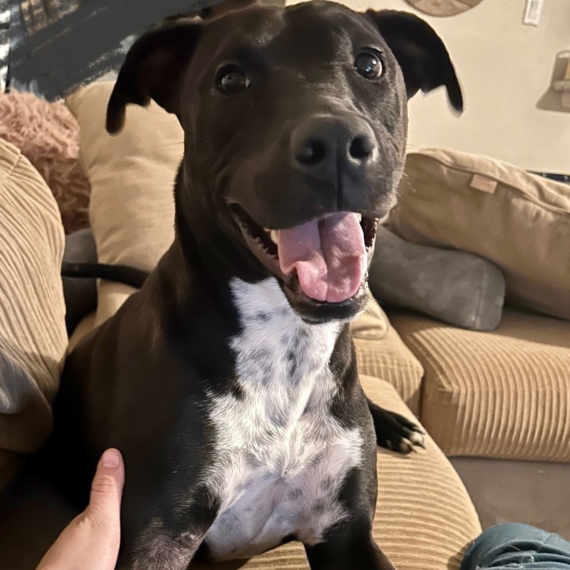 Shadow-Chaser MT11587-T, an adoptable Labrador Retriever in Billings , MT, 59101 | Photo Image 4