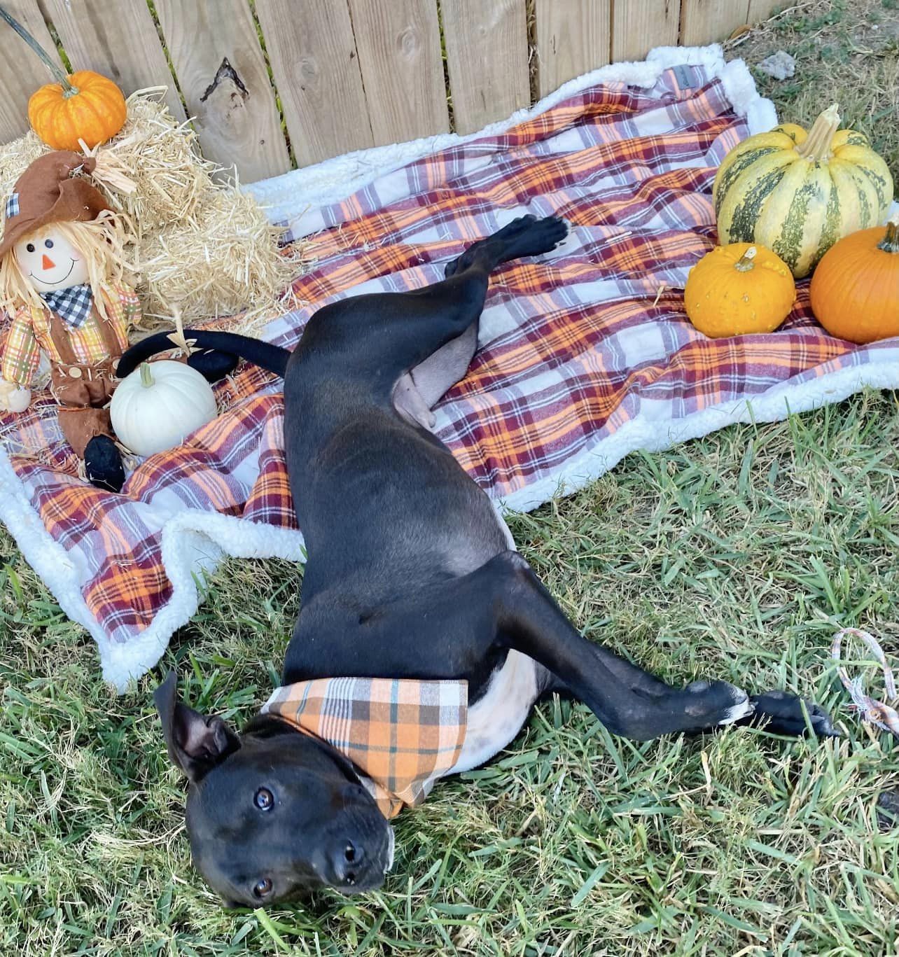 Shadow-Chaser MT11587-T, an adoptable Labrador Retriever in Billings , MT, 59101 | Photo Image 6