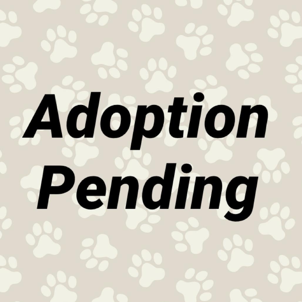 Enlarge Ursula, a Adoptable Maltese in Washington, PA image 1/2
