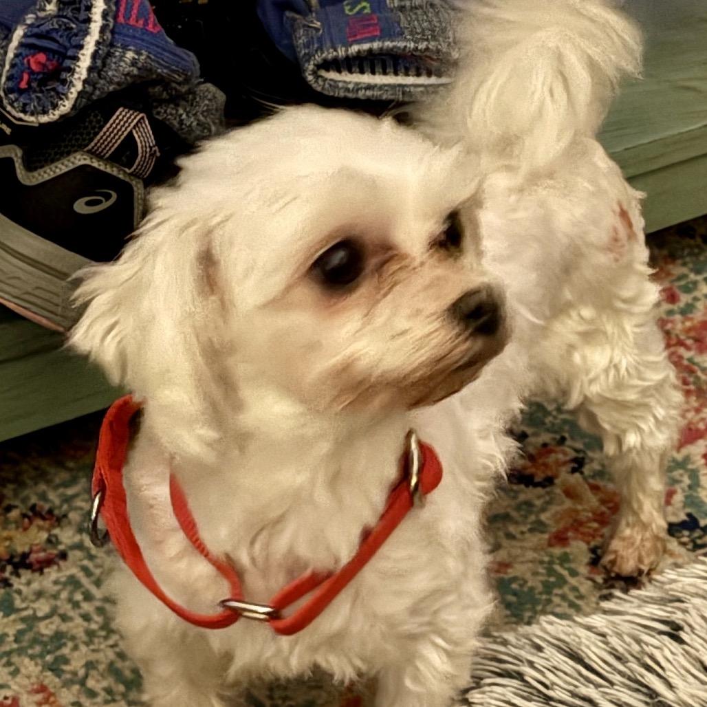 Enlarge Ursula, a Adoptable Maltese in Washington, PA image 2/2