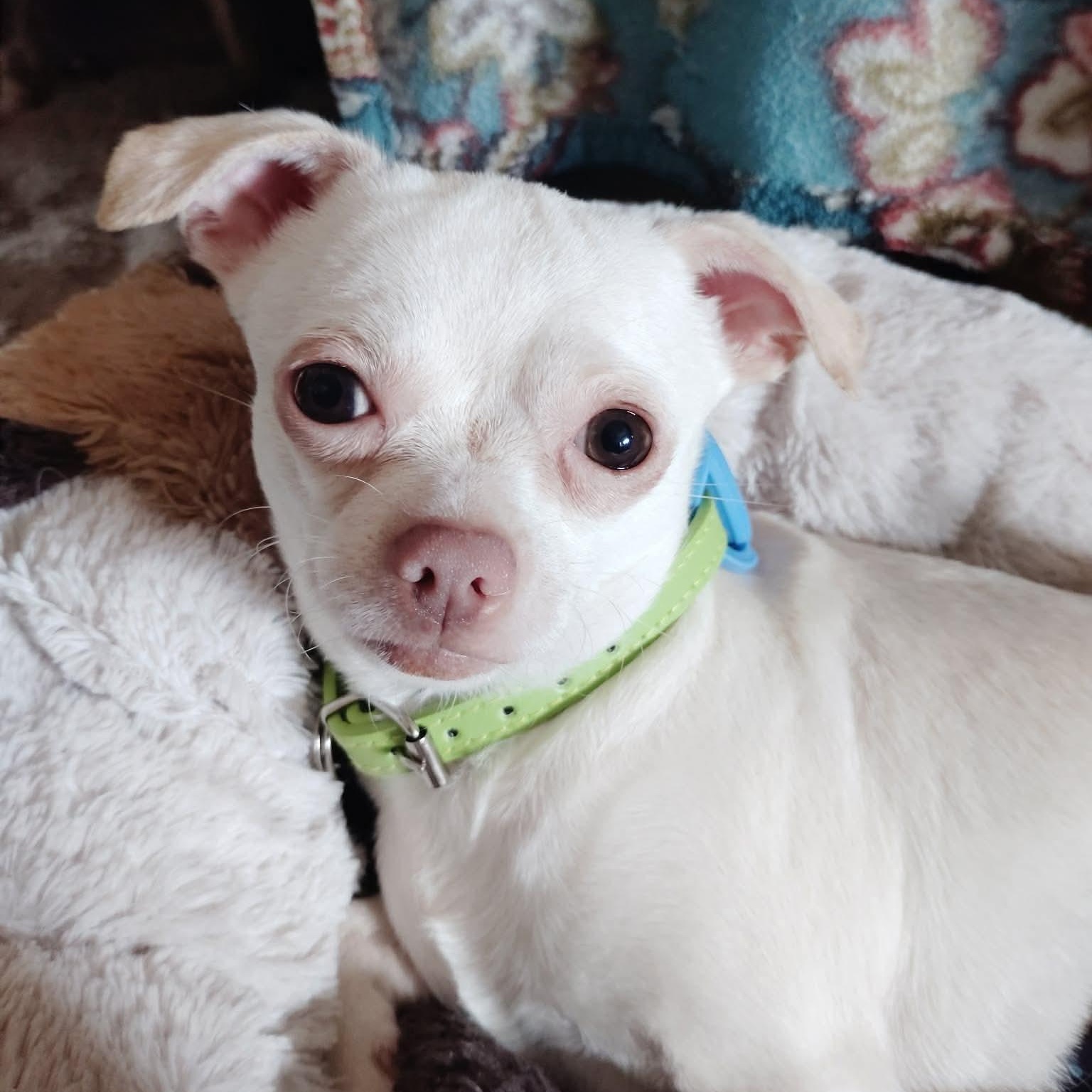 Donnie, an adopted mixed breed in Winchester, VA image 3/6