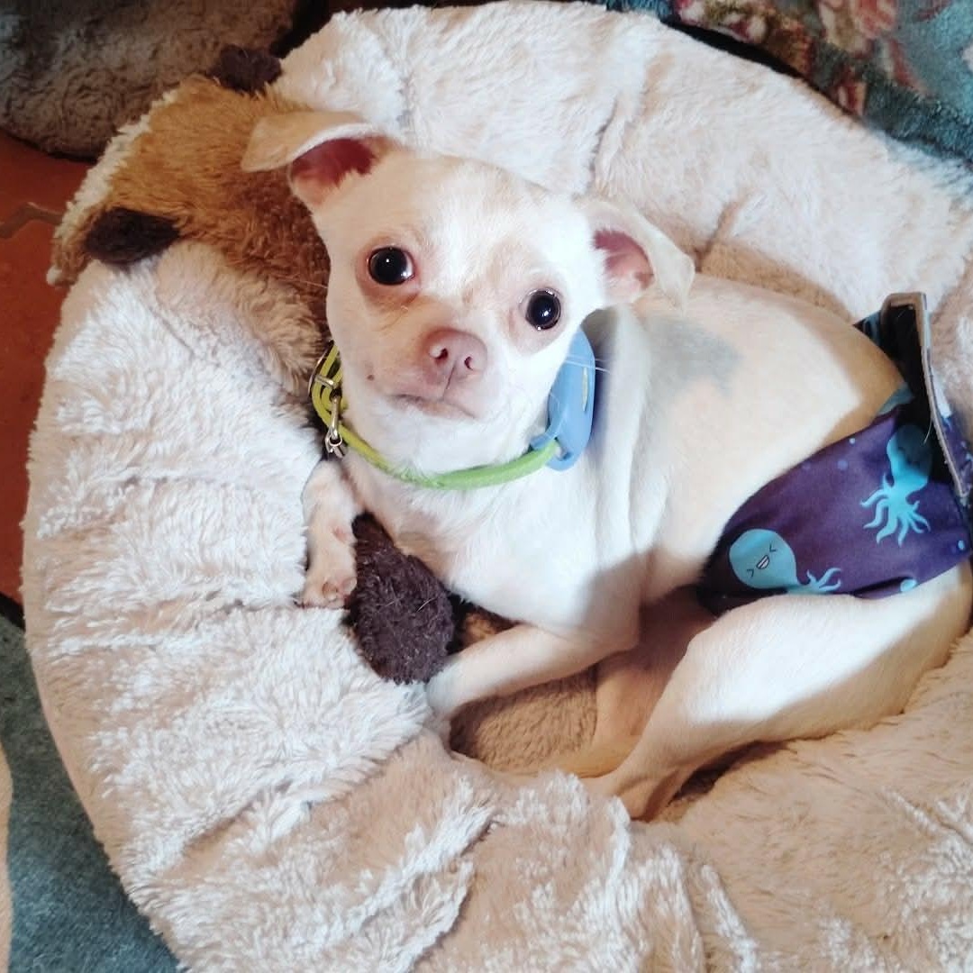 Donnie, adopted, Young Male Chihuahua.