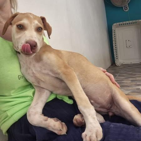 Enlarge Blossom, a ADOPTABLE Mixed Breed in North Vancouver, BC image 2/6
