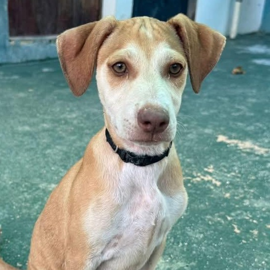 Enlarge Blossom, a ADOPTABLE Mixed Breed in North Vancouver, BC image 5/6