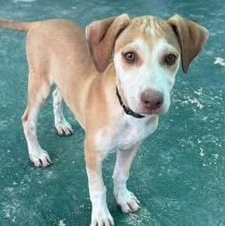 Blossom, ADOPTABLE, Young Female Mixed Breed.