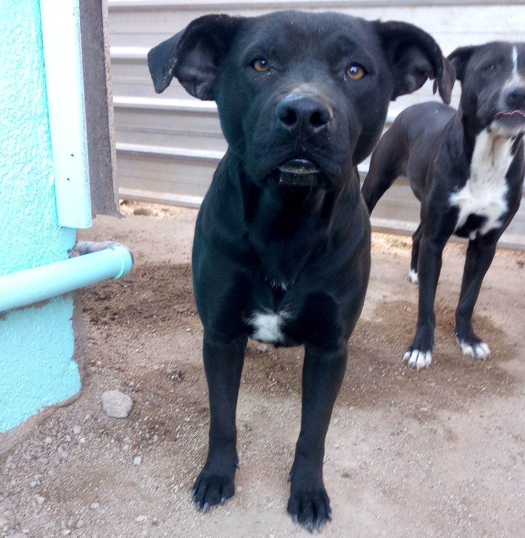 Somalia, a Adoptable mixed breed in Mexicali, BCN image 1/9