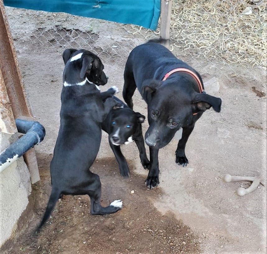 Somalia, a Adoptable mixed breed in Mexicali, BCN image 2/9