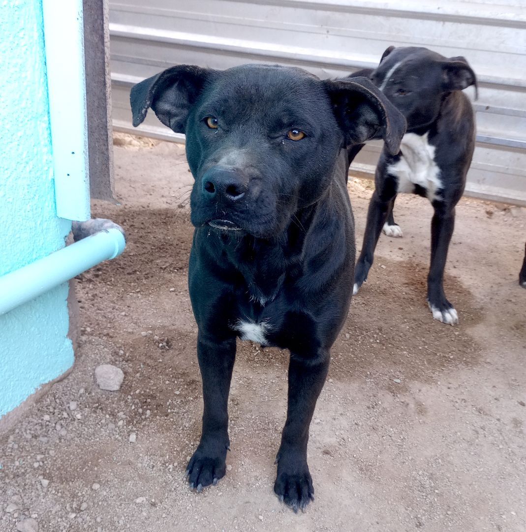 Somalia, a Adoptable mixed breed in Mexicali, BCN image 3/9