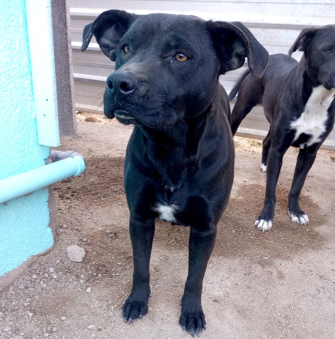 Somalia, a Adoptable mixed breed in Mexicali, BCN image 5/9