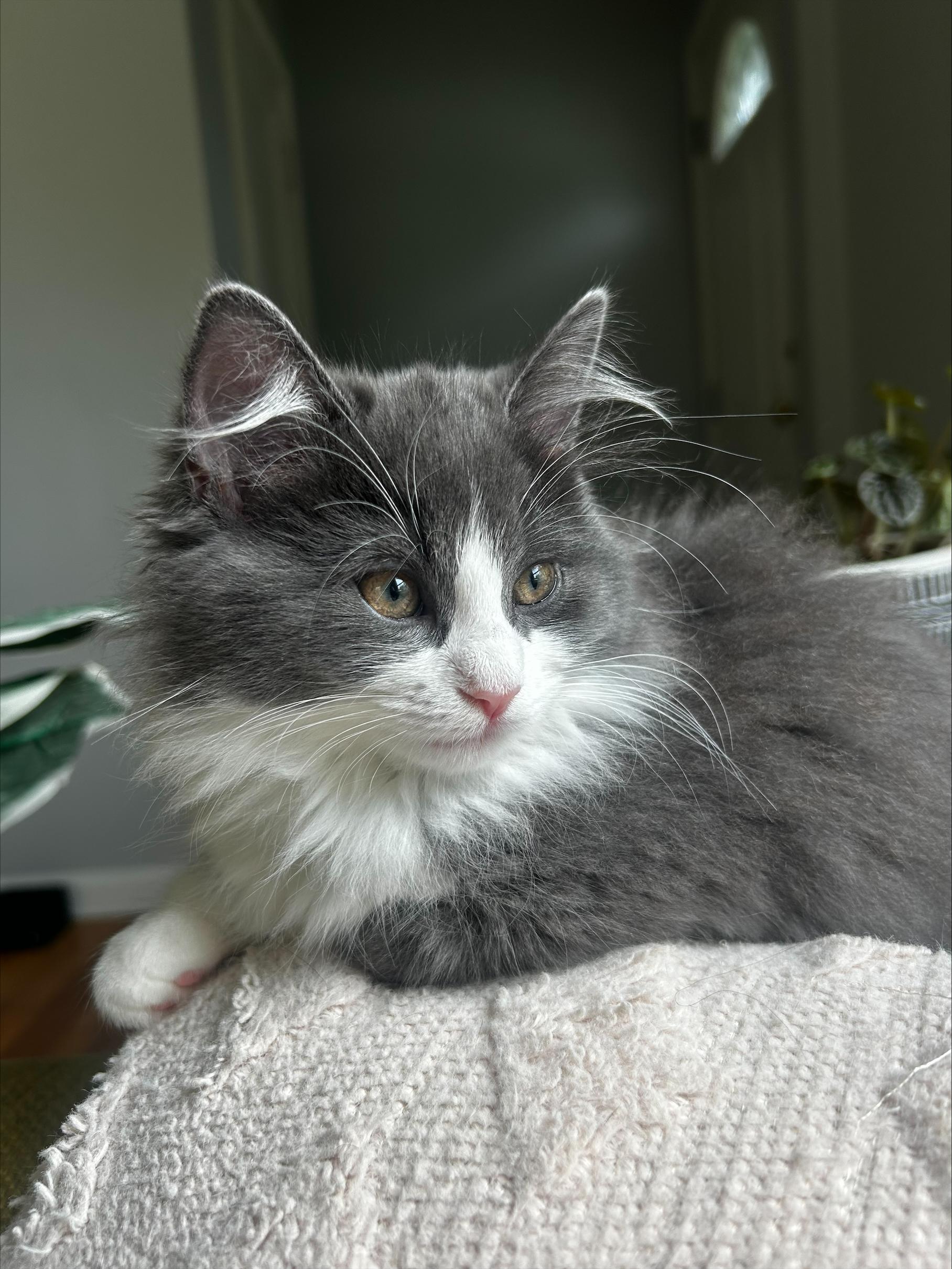 Lucy, a ADOPTABLE Domestic Long Hair in Macomb, MI image 4/4