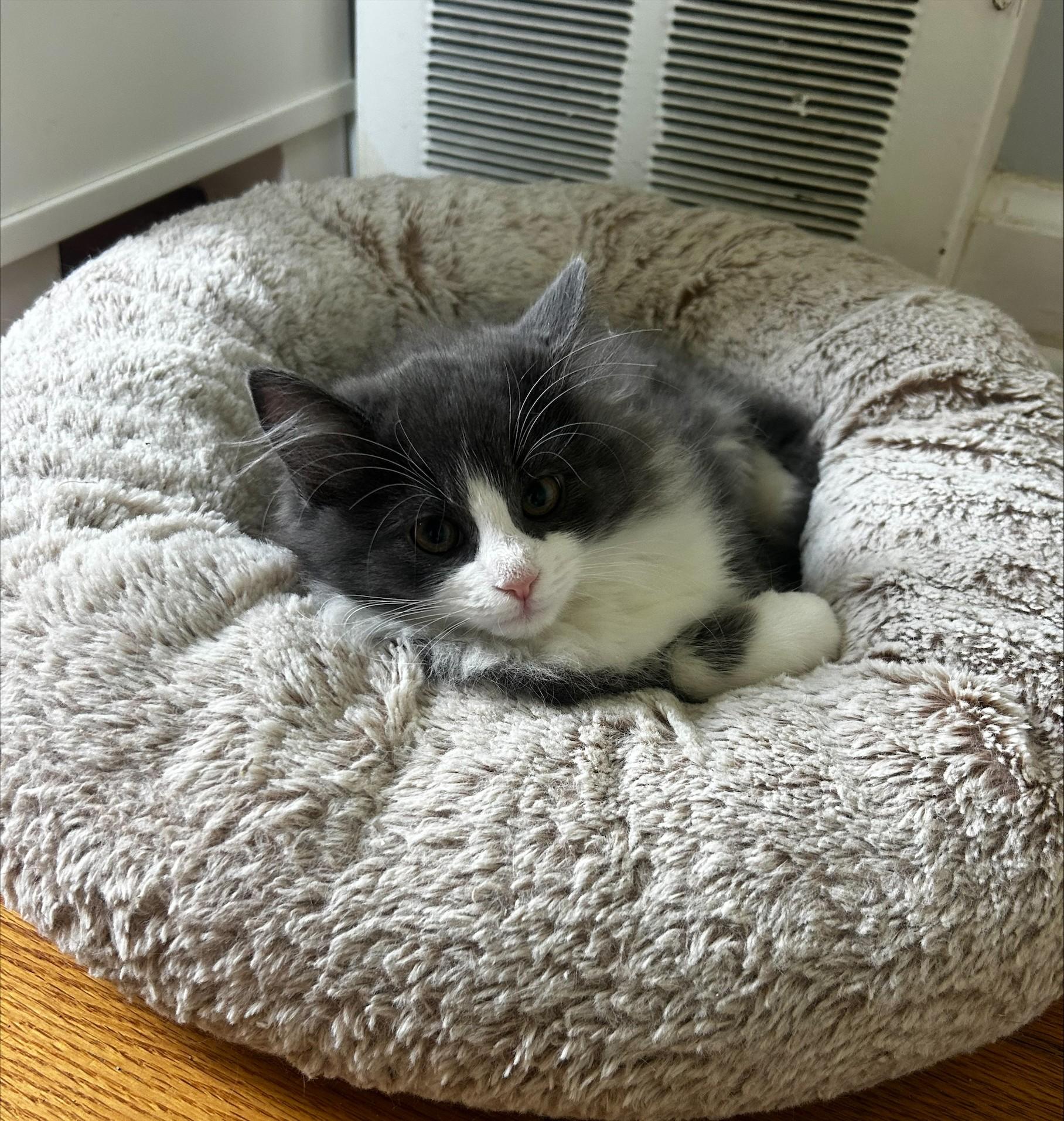 Lucy, a ADOPTABLE Domestic Long Hair in Macomb, MI image 2/4