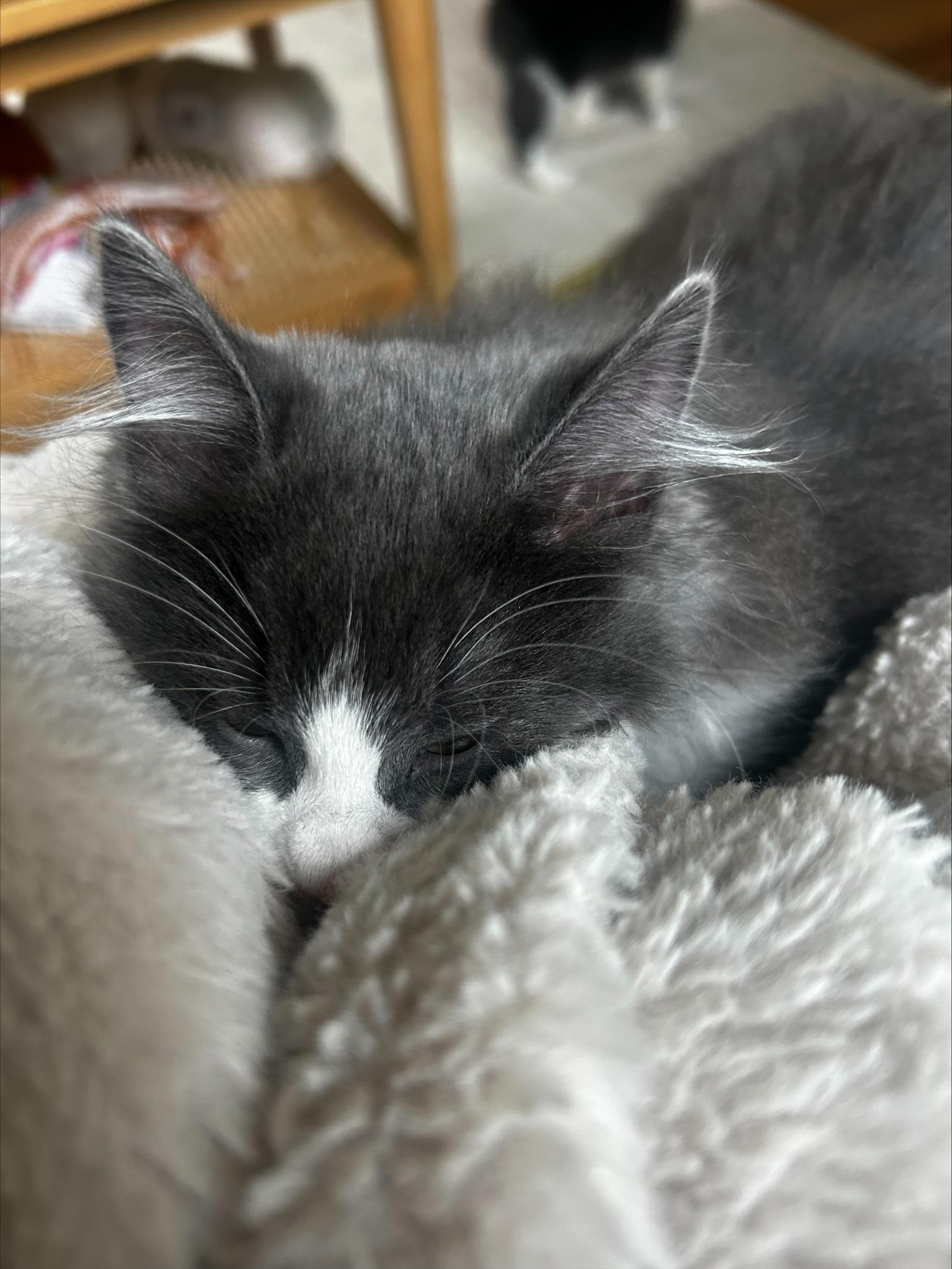 Lucy, a ADOPTABLE Domestic Long Hair in Macomb, MI image 3/4