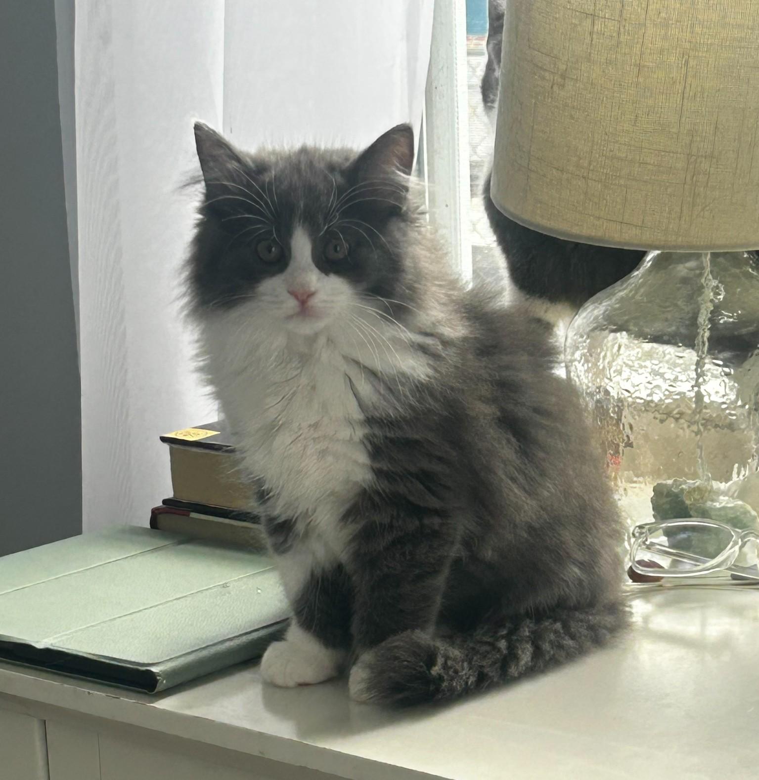 Lucy, ADOPTABLE, Kitten Female Domestic Long Hair.