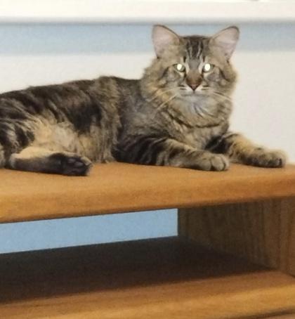 Sir William Edwards, Adoptable, Adult Male Domestic Long Hair & Domestic Short Hair.