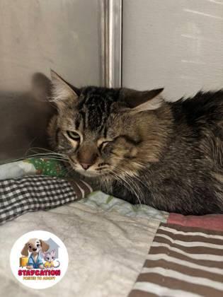 Sir William Edwards, a Adoptable mixed breed in Phoenix, AZ image 2/2