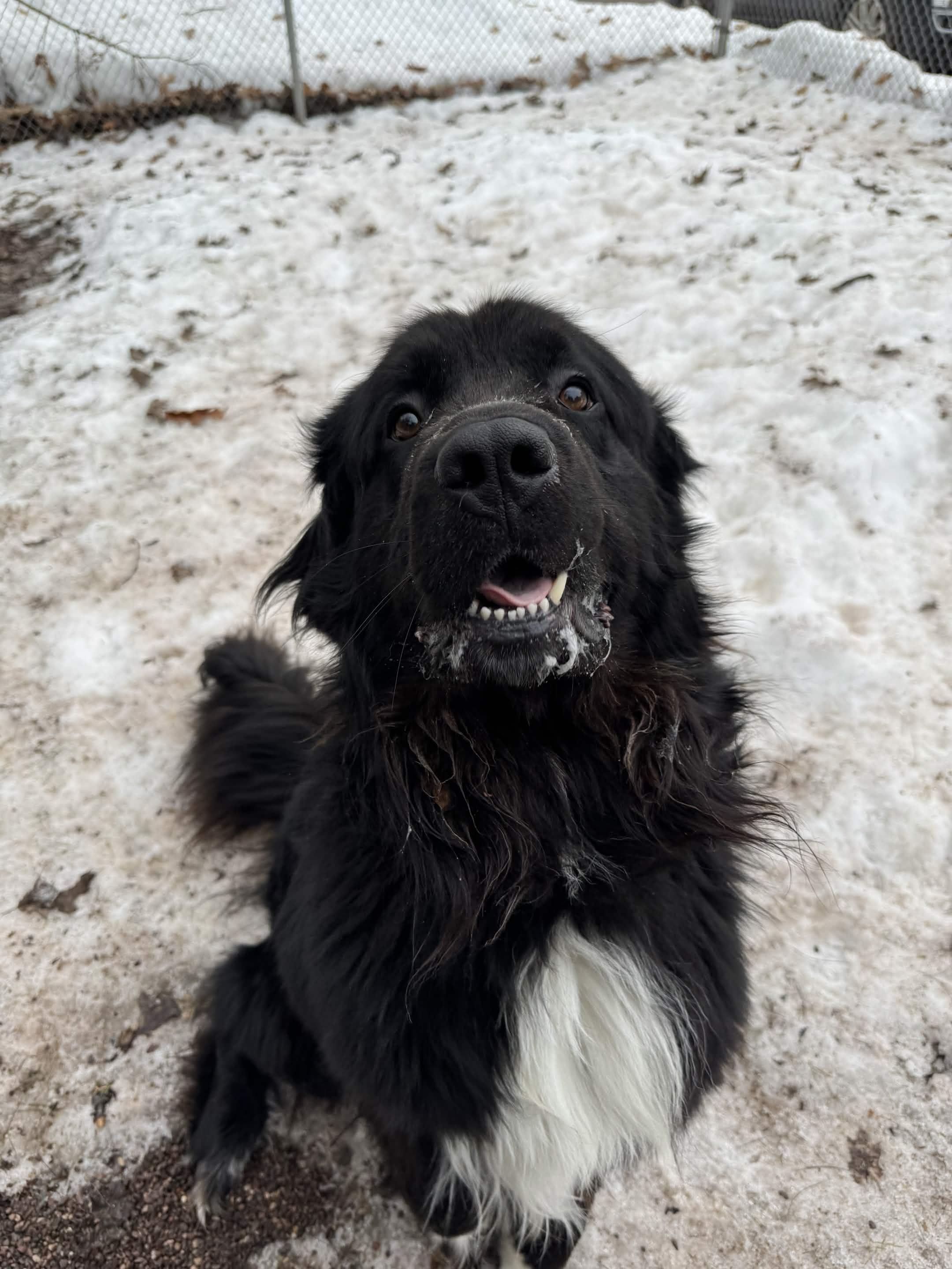 Enlarge Opie, an adopted Newfoundland Dog in Houghton, MI image 1/2
